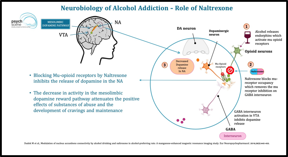 How does naltrexone work?