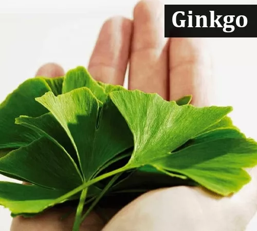 ginkgo