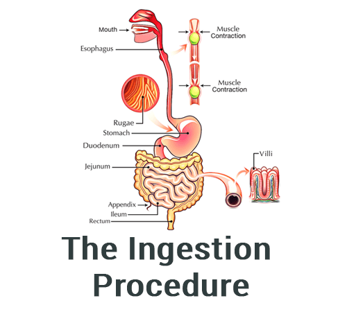 The ingestion procedure