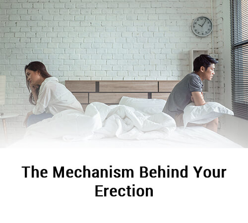 The mechanism behind your erection